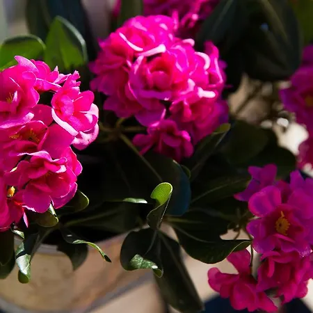 Διαμέρισμα Relaxing Paulina With Balcony Ντουμπρόβνικ