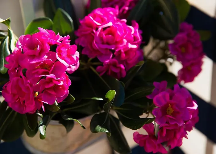 Διαμέρισμα Relaxing Paulina With Balcony Ντουμπρόβνικ